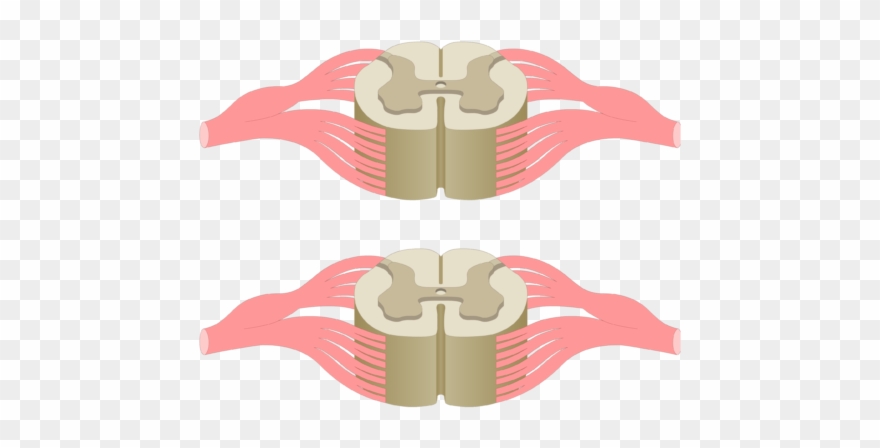 Cross Section Of The Spinal Cord Showing 2 Lumbar Segments, - Spinal Cord Clipart