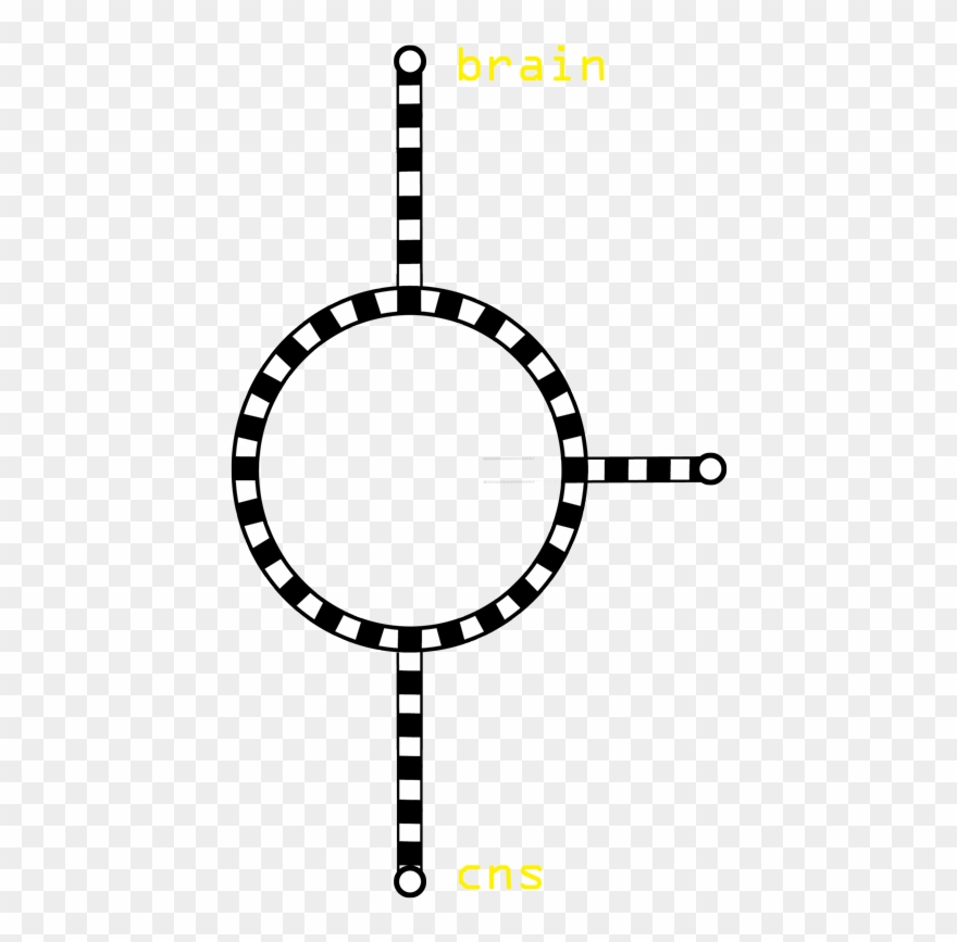 The Spinal Cord Carries Out Two Main Functions - Transparent Tumblr Purple Overlays Clipart