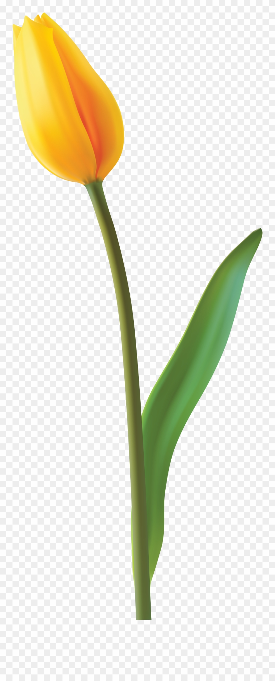 Closed Flower Transparent Clipart