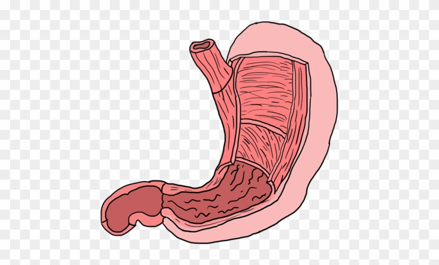 Happy Gut, Happy Life - Stomach Clipart