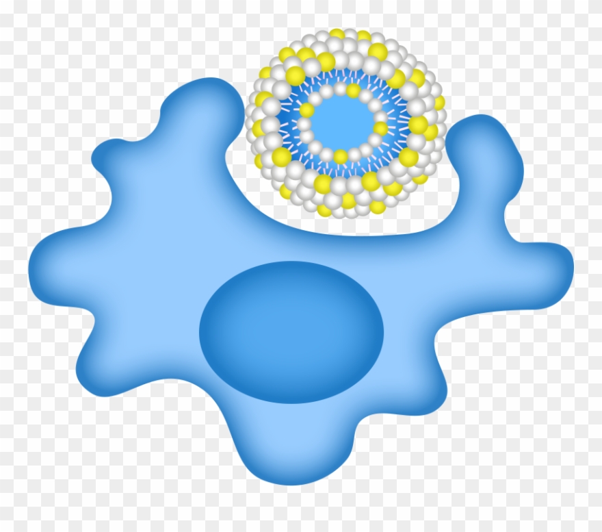 Macrophage Uptake Of Fluorescent Liposome Containing - Macrophage Liposome Clipart