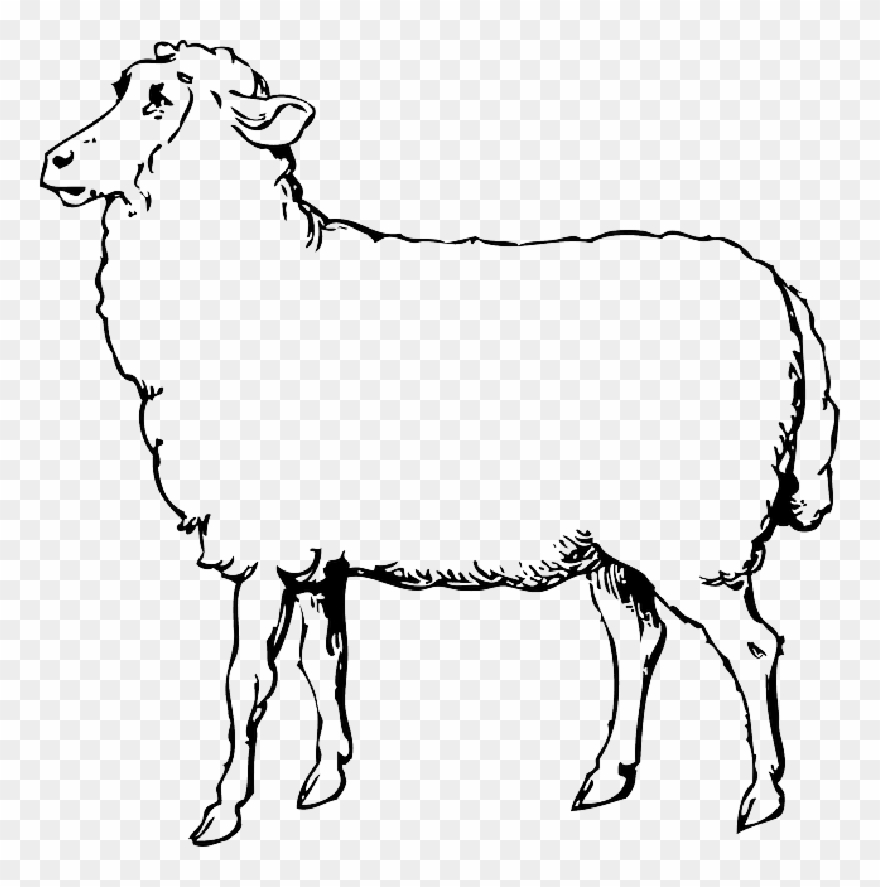 Animals, Black, Food, Outline, Drawing, Sketch, White - Sheep Clipart Black And White - Png Download