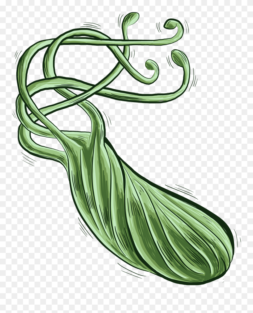 Bacteria Png Bacteria Bacterium Heliobacter - Helicobacter Pylori Png Clipart