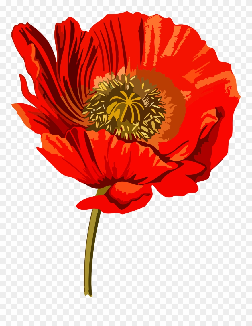 Opium Poppy Opium Wars Common Poppy - Opium Poppy Clip Art - Png Download