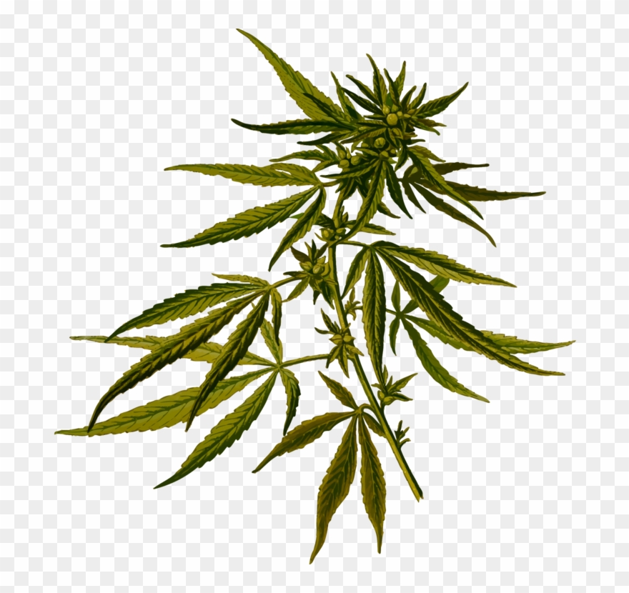 Cannabis Sativa Hemp Botanical Illustration Botany - Cannabis Sativa Clipart