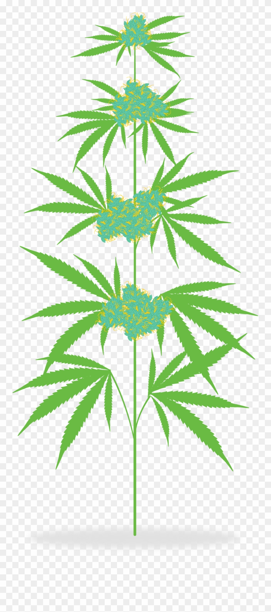 How Is Medicine Meadow The Cannabis Plant - Cannabis Plant Clipart - Png Download