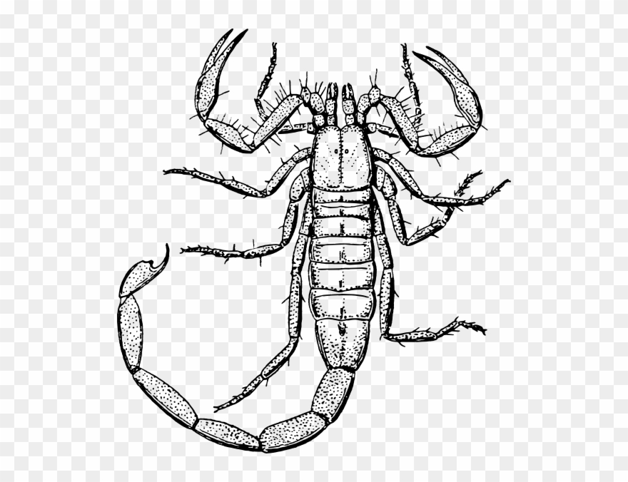 Scorpion Clipart Black And White - Png Download