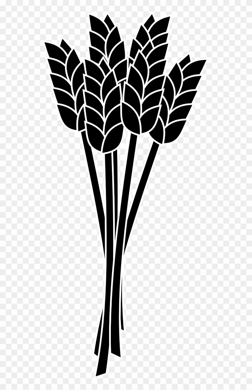 Wheat Spike Bunch Grain - Crops Clipart Black And White Transparent - Png Download