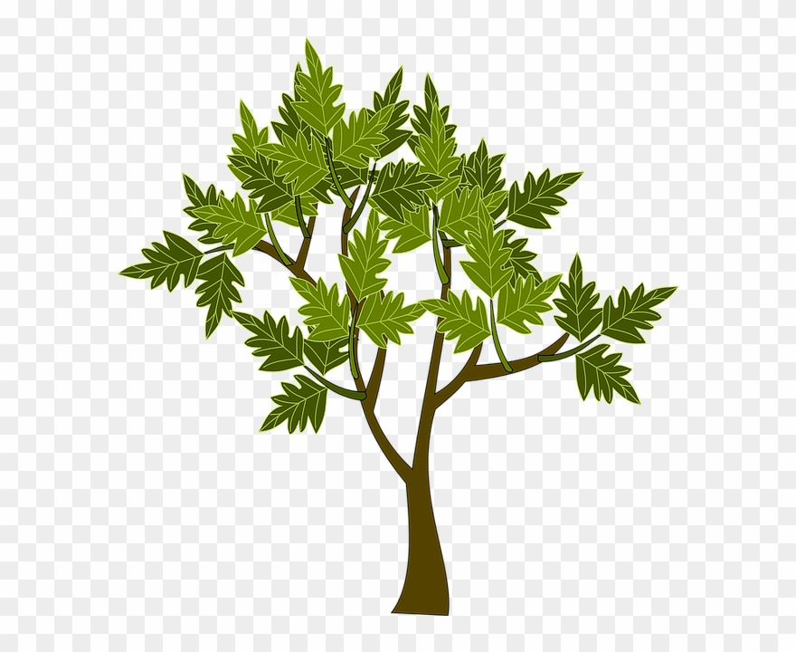 Mapa Mental De Direito Ambiental Clipart