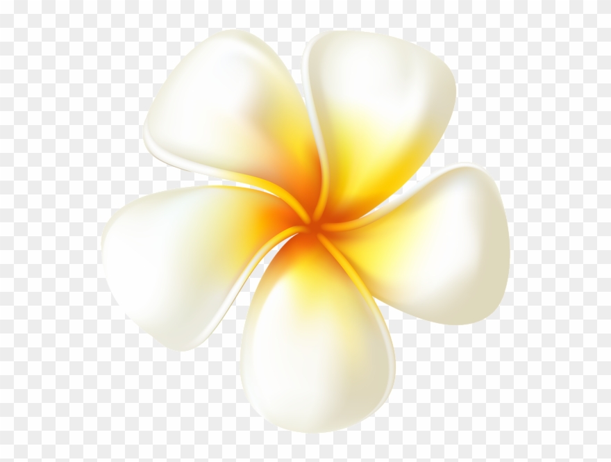 Plumeria Flower Transparent Png Clip Art Image - Ivory