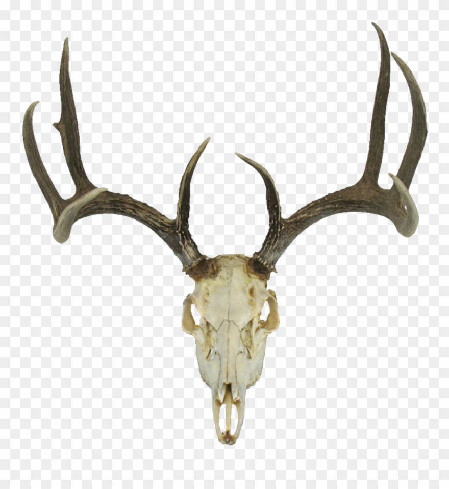 Deer Skull Drawing Earth Clipart - Deer Skull Animal Wall Art Laser Cut Out Metal Sign - Png Download