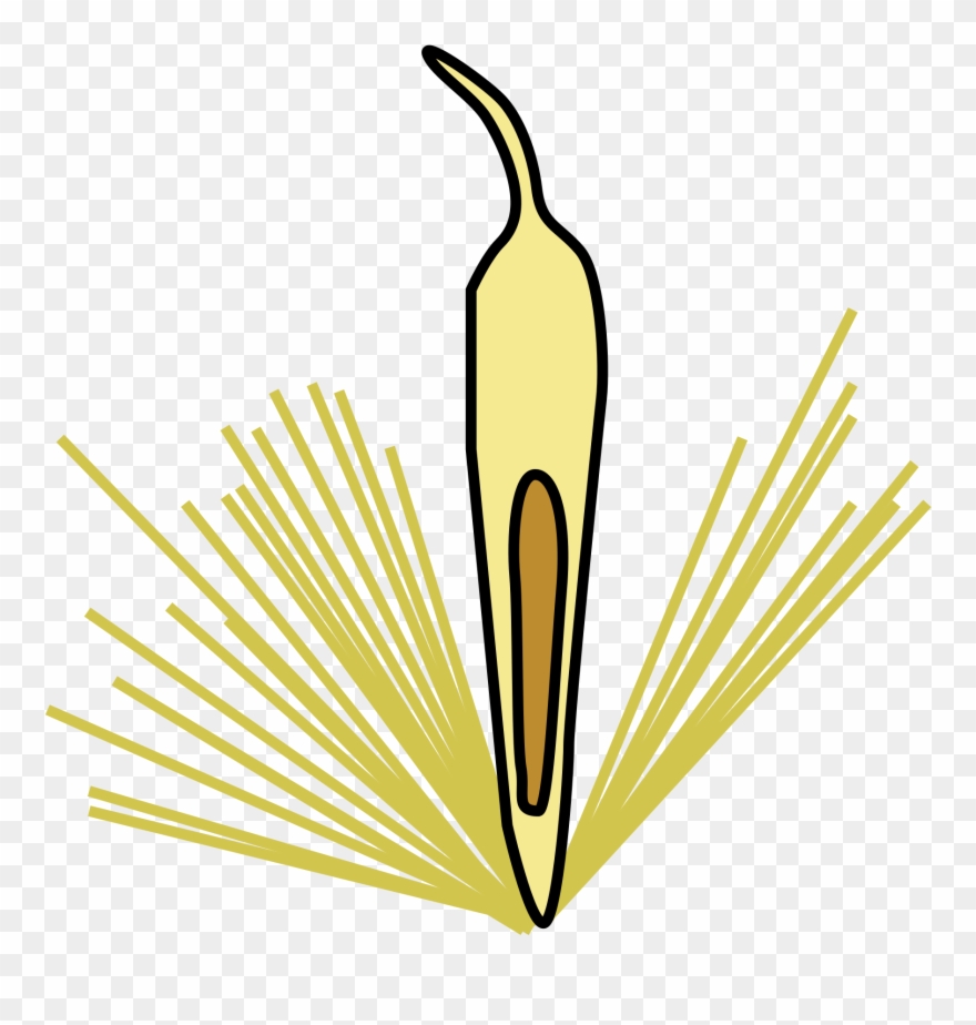 Multiple Fruit - Achene Clipart