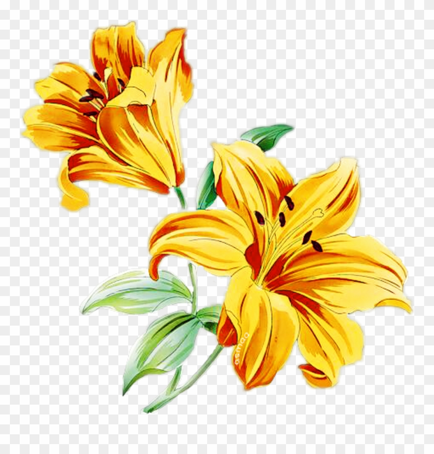 Flower Flowerbranch Flowercrown Rosesarebeautiful Yello - Лилии Рисунки Clipart