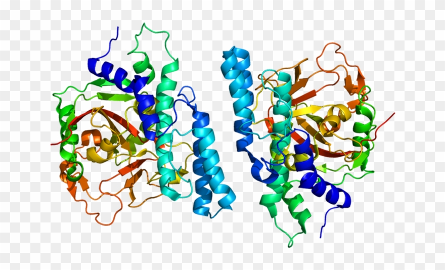 Current Medical Therapies For Parkinson's Disease Which - Parp Protein Clipart