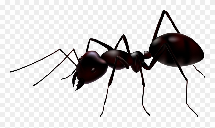 Picture Stock Transparent Background Free On - Ant Vector Clipart