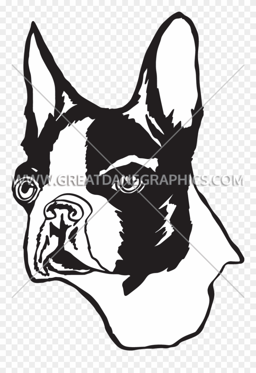 Head Clipart Boston Terrier - Illustration - Png Download