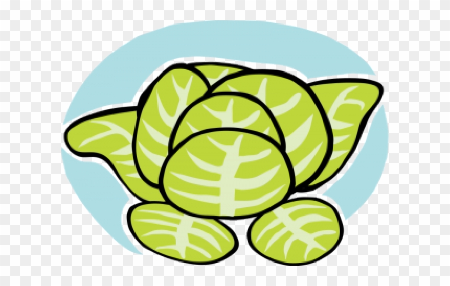 Lettuce Clipart Boston - Lettuce Clip Art - Png Download