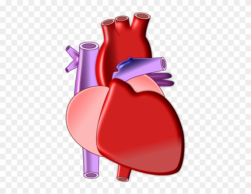 Weekly Health Updates Biology Heart Png Clipart Pinclipart