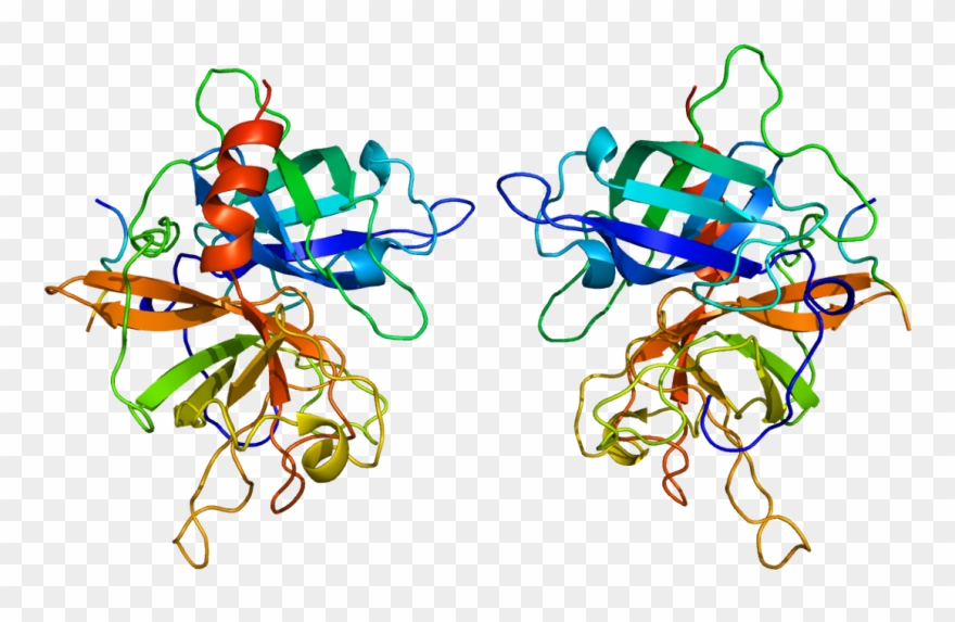 Epilepsy Drug A Potential Treatment For Heart Attack - Tissue Plasminogen Activator Structure Clipart