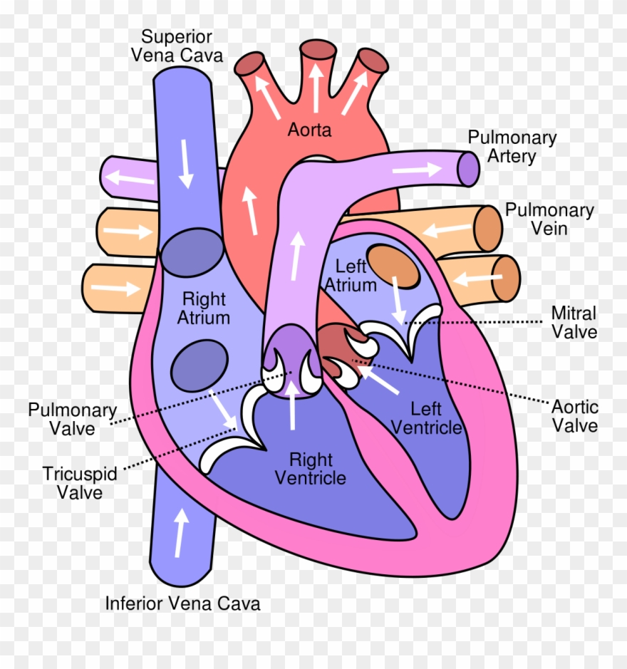 Heart Disease Can Occur In Different Parts Of The Heart - Heart Of A Dog Diagram Clipart