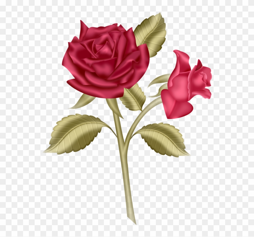 Яндекс - Фотки - ดอก กุหลาบ สี แดง สวย ๆ Clipart