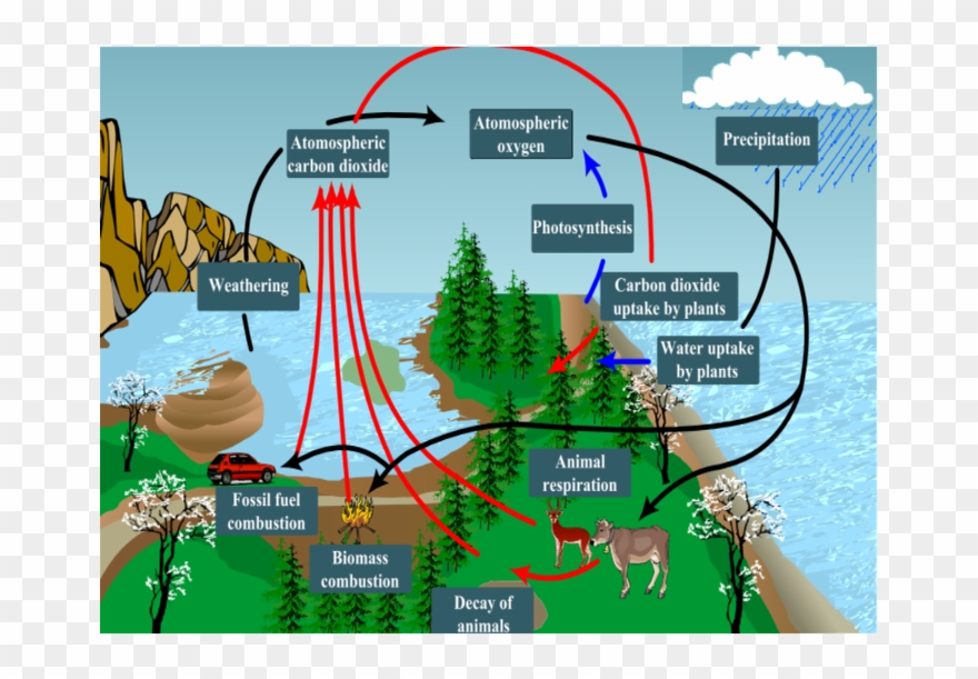 Respiration Photosynthesis Carbon Oxygen Cycle For - Oxygen Cycle Class 9 Clipart