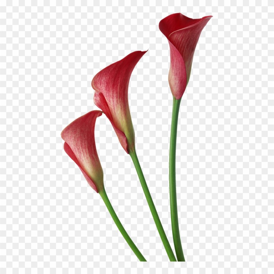 Abc Duendes Png - Red Calla Lily Clipart