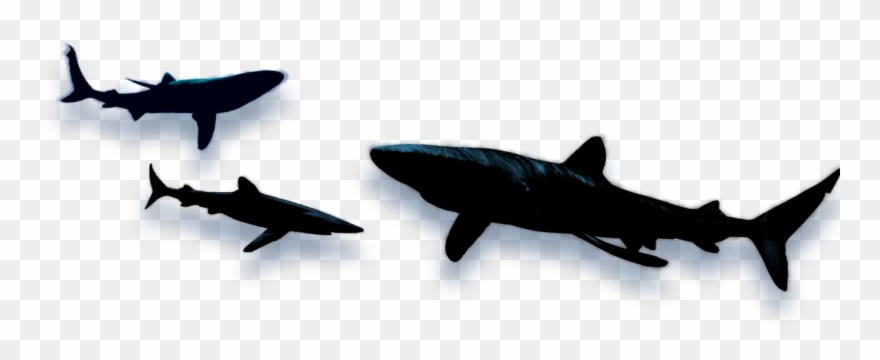 Shark Wars By Ej Altbacker - Shark Shadow Png Clipart