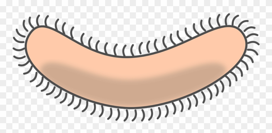 Bacteria Clipart Germ - Bacteria Clipart - Png Download