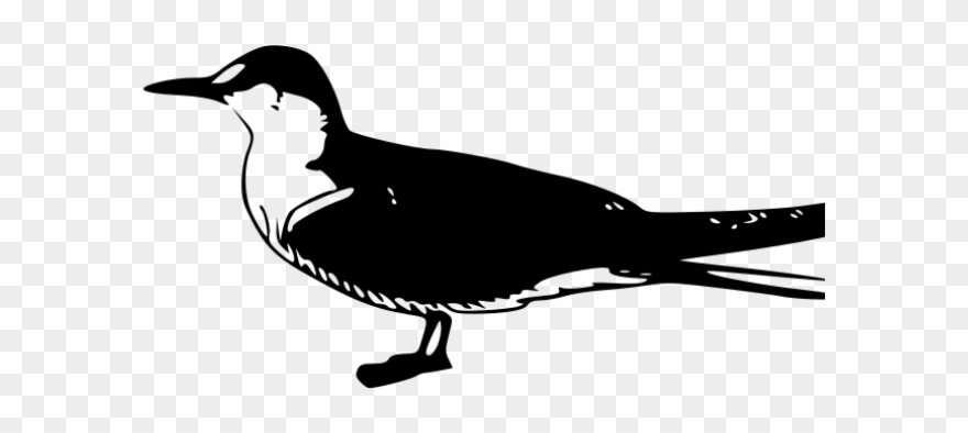 Tern Clipart Assessment Tool - Sooty Tern Clipart - Png Download