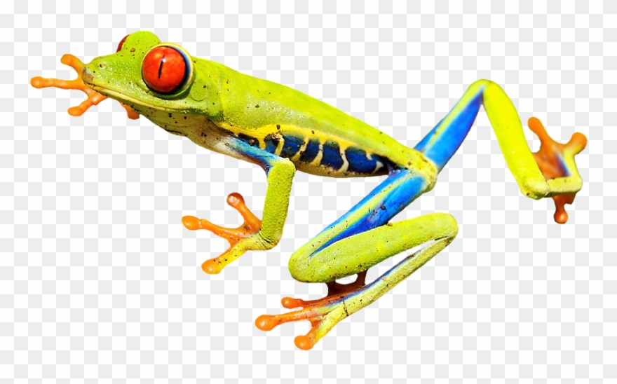 Related Wallpapers - Red-eyed Tree Frog Rectangle Sticker Clipart