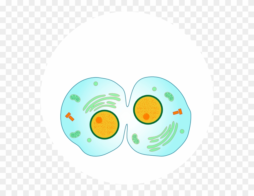 Animal Cell Cliparts - Cytokinesis Mitosis - Png Download