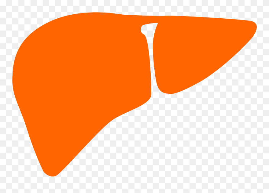 Liver Noun 28826 Cc Orange - Liver Orange Clipart