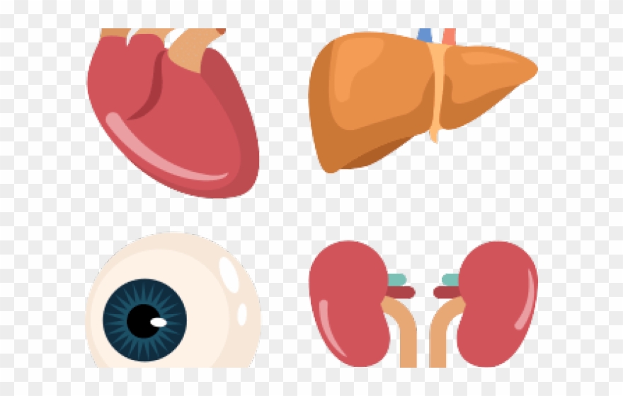 Organs Clipart Organ Donation - Organ - Png Download