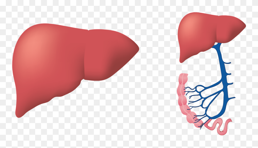 More Than 70% Of People With Liver Disease In The Uk - Immagine Fegato Png Clipart