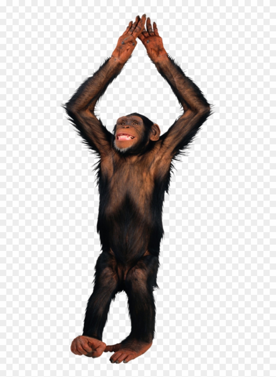 Singes - Transparent Picture Of A Monkey Clipart