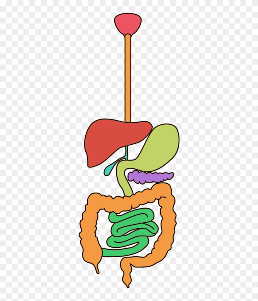 Pin It On Pinterest - Human Digestive System Clipart