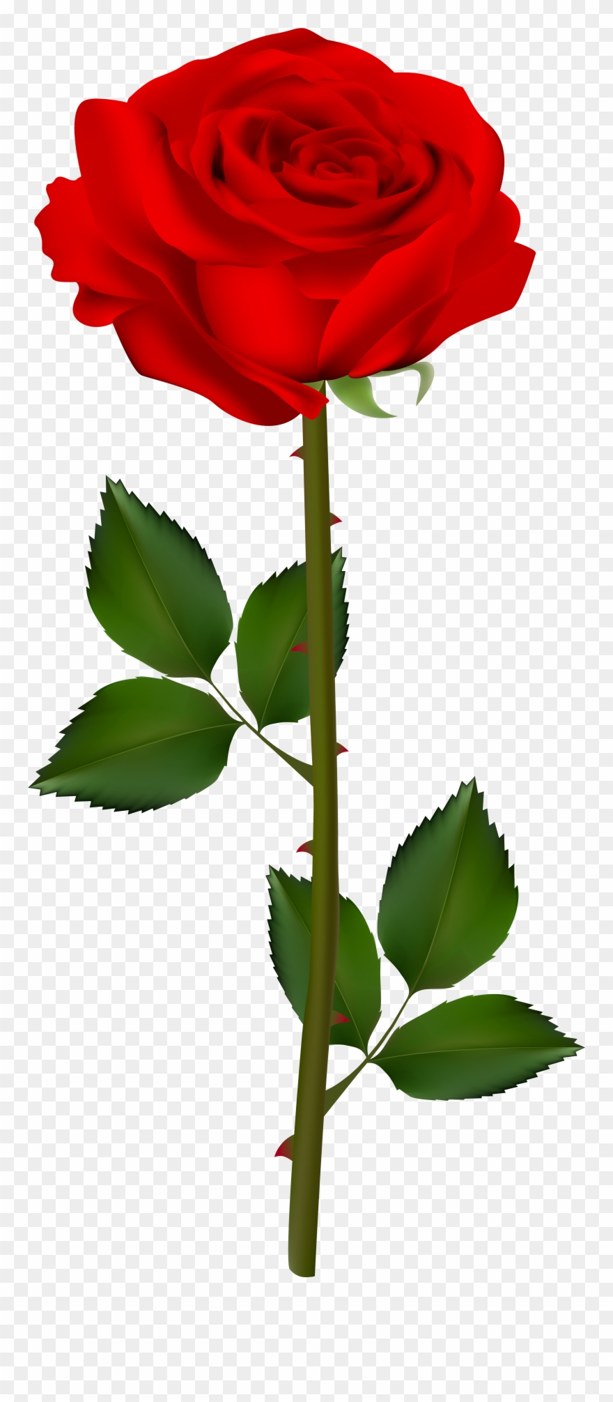Rose Transparent Clipart