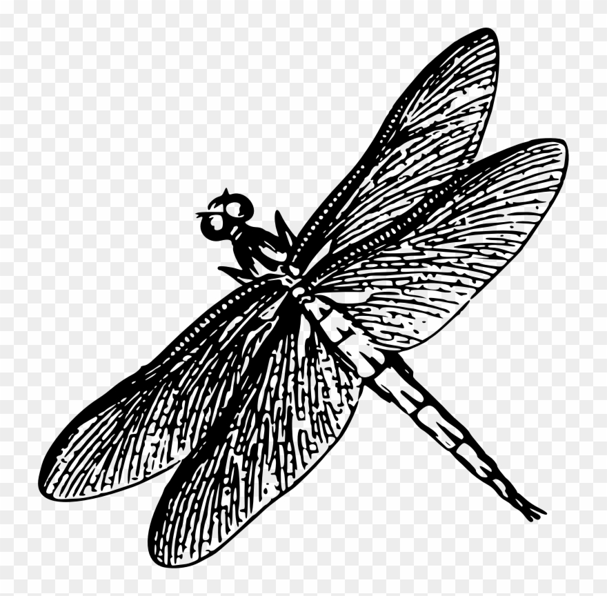 Medium Image - Black And White Poster Dragonfly Clipart