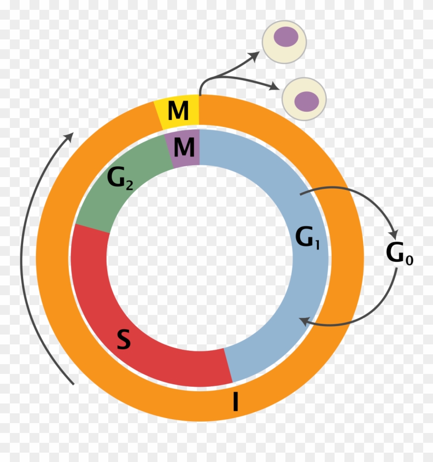 Cell Cycle Png Clipart
