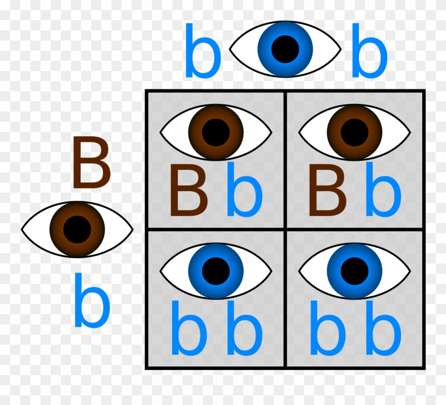 Blue Eyes - Punnett Square Blue Eyes Clipart