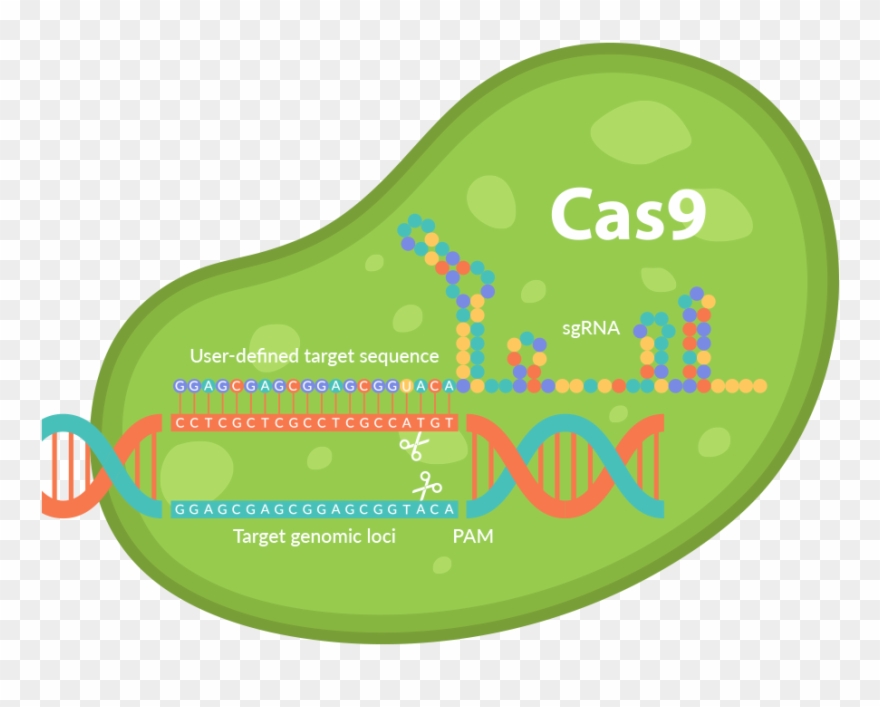 Crispr - Crispr Cas9 Png Clipart