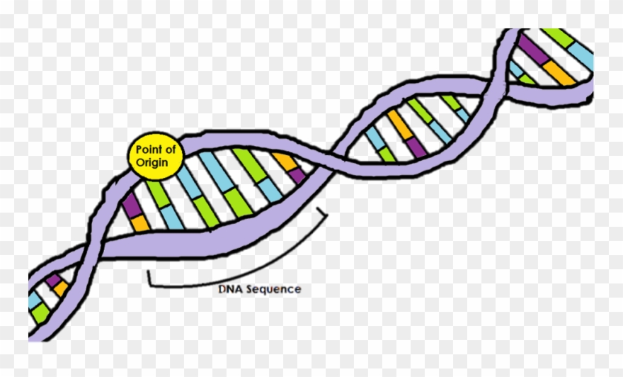 Dna Clipart Dna Replication - Point Of Origin Dna Replication - Png Download
