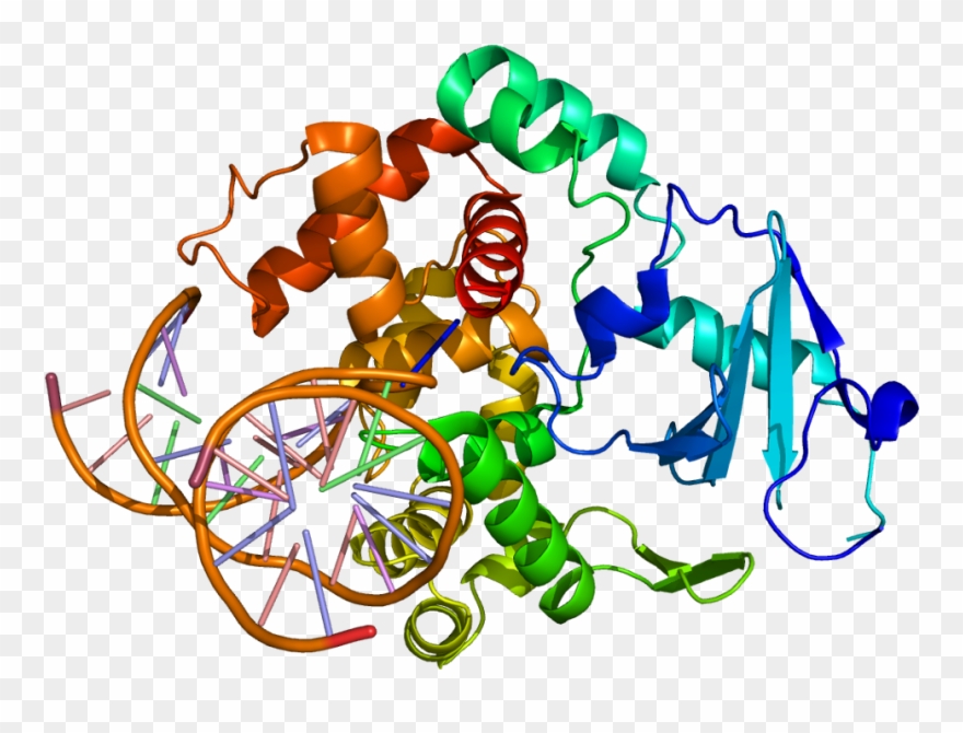 Ogg1 Protein Clipart