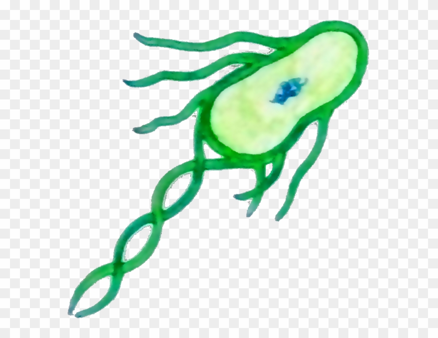 Coli, Or Escherichia Coli In Full, Is A Typical Example - Marimo Cells Clipart