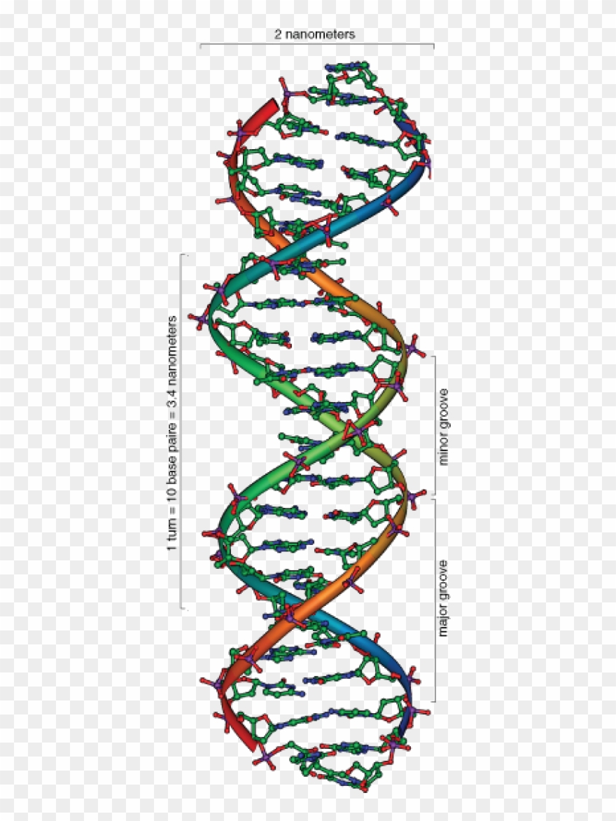 Science Of Human Origins Clipart