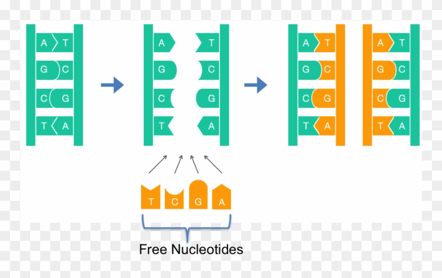 Dnareplication - Graphic Design Clipart