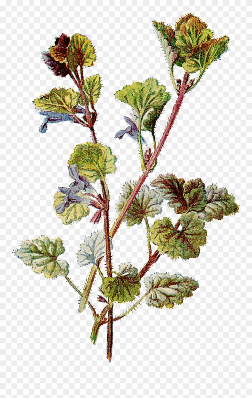 Free Botanical Graphic - Botanical Png Clipart