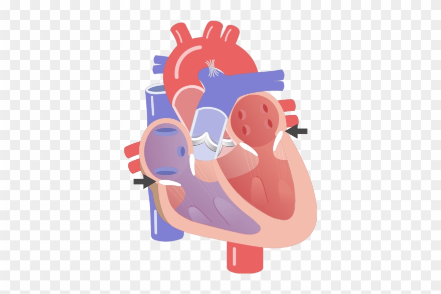 Av Valves Opening Animation Slide - Heart Anatomy Cartoon Clipart