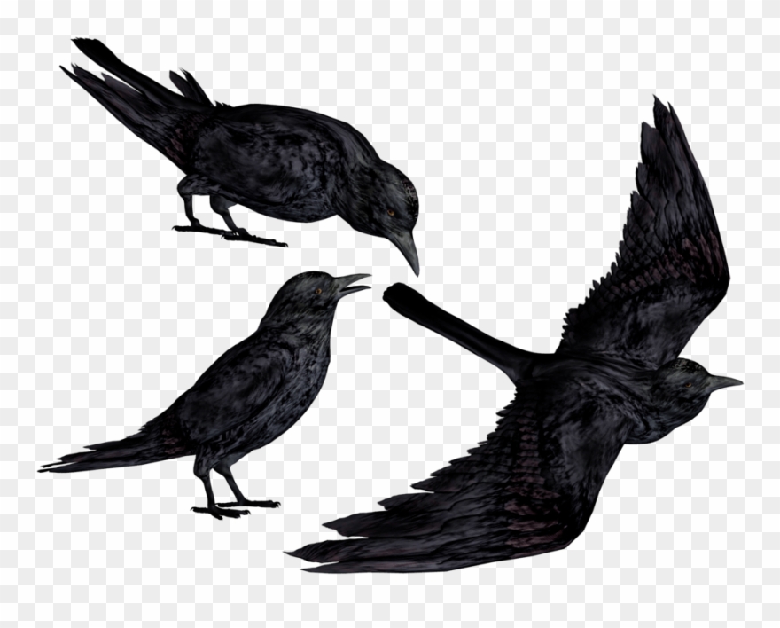 Black Crows Png Clipart